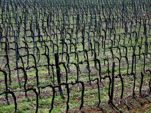 San Germano - Monti Berici - Vicenza