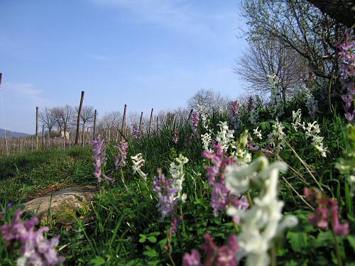 San Germano - Monti Berici - Vicenza