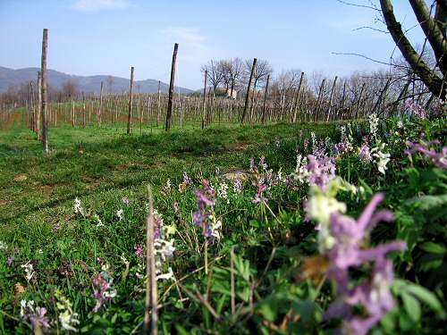 San Germano - Monti Berici - Vicenza