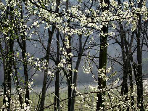 San Germano - Monti Berici - Vicenza