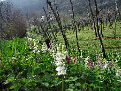 San Germano - Monti Berici - Vicenza