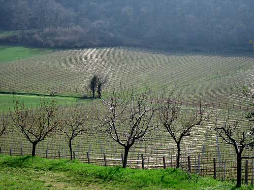 San Germano - Monti Berici - Vicenza