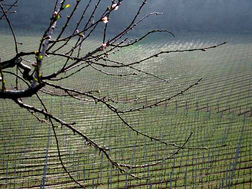 San Germano - Monti Berici - Vicenza