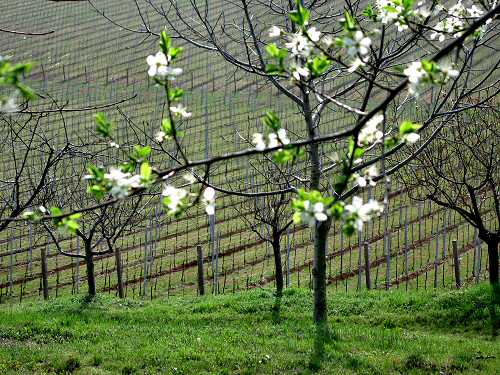 San Germano - Monti Berici - Vicenza