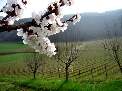 San Germano - Monti Berici - Vicenza