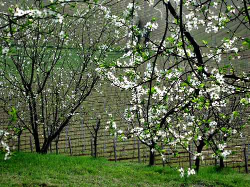 San Germano - Monti Berici - Vicenza