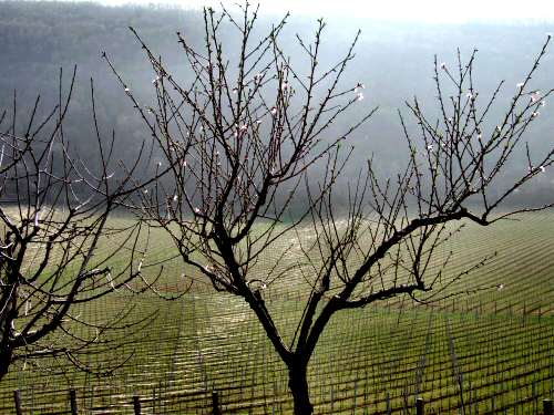 San Germano - Monti Berici - Vicenza