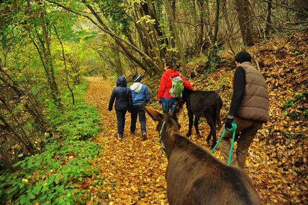vigneti e colori d'autunno nelle colline di Sarego, monti Berici