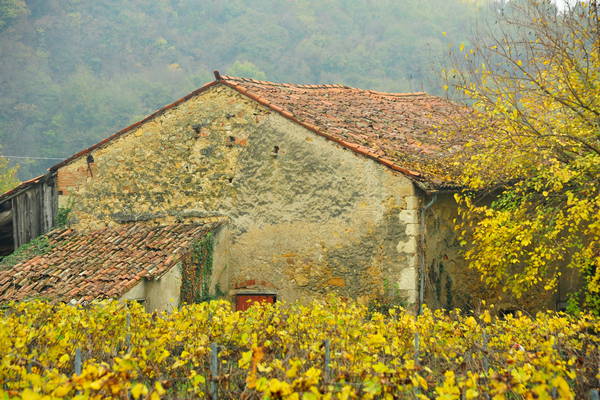 vigneti e colori d'autunno nelle colline di Sarego, monti Berici