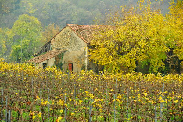vigneti e colori d'autunno nelle colline di Sarego, monti Berici