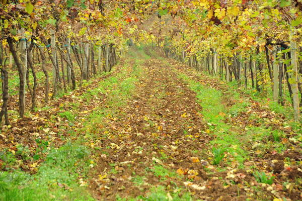 vigneti e colori d'autunno nelle colline di Sarego, monti Berici