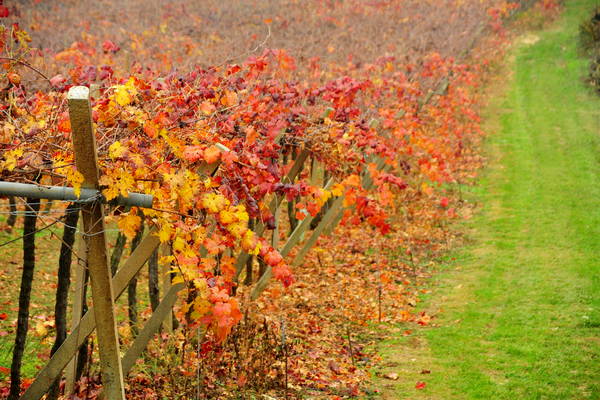 vigneti e colori d'autunno nelle colline di Sarego, monti Berici