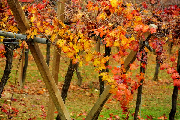 vigneti e colori d'autunno nelle colline di Sarego, monti Berici