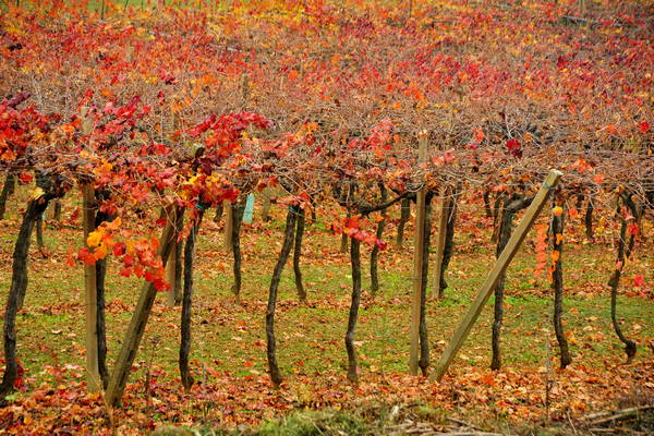 vigneti e colori d'autunno nelle colline di Sarego, monti Berici