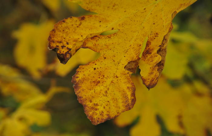 Sarego, Monti Berici