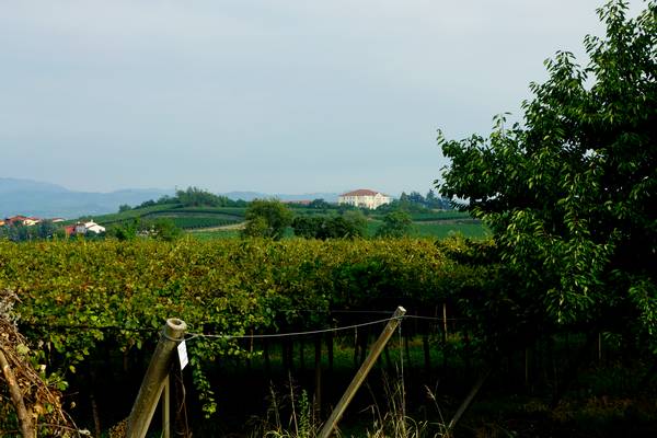 giro ciclistico nella campagna di Sarego, Meledo, Monticello di Fara, Lonigo