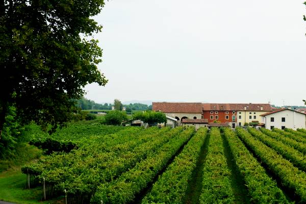 giro ciclistico nella campagna di Sarego, Meledo, Monticello di Fara, Lonigo