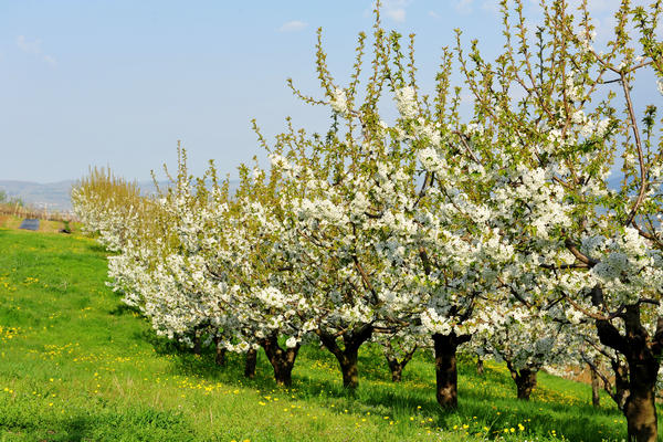 primavera nei colli di Sarego e Grancona, monti Berici occidentali settore Lonigo