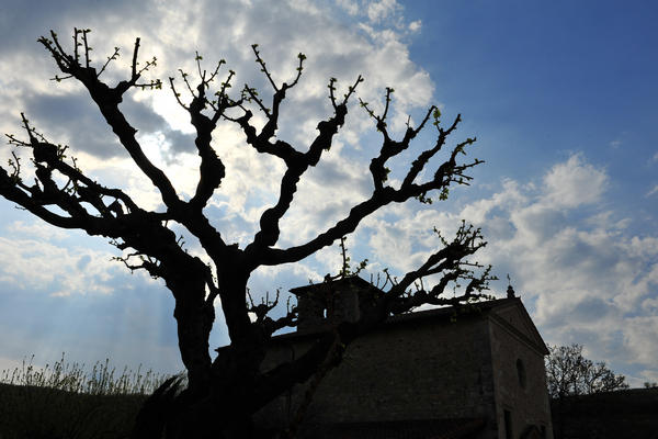 primavera nei colli di Sarego e Grancona, monti Berici occidentali settore Lonigo