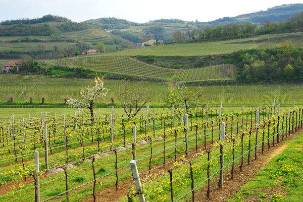 primavera nei colli di Sarego e Grancona, monti Berici occidentali settore Lonigo