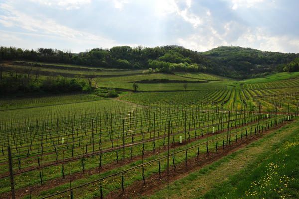 primavera nei colli di Sarego e Grancona, monti Berici occidentali settore Lonigo