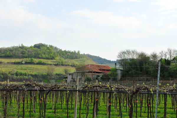 primavera nei colli di Sarego e Grancona, monti Berici occidentali settore Lonigo