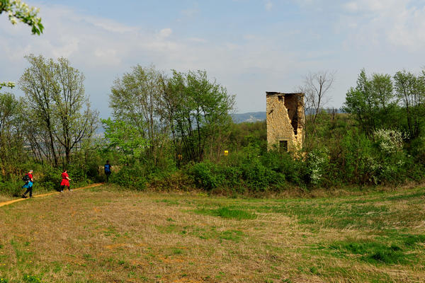 primavera nei colli di Sarego e Grancona, monti Berici occidentali settore Lonigo