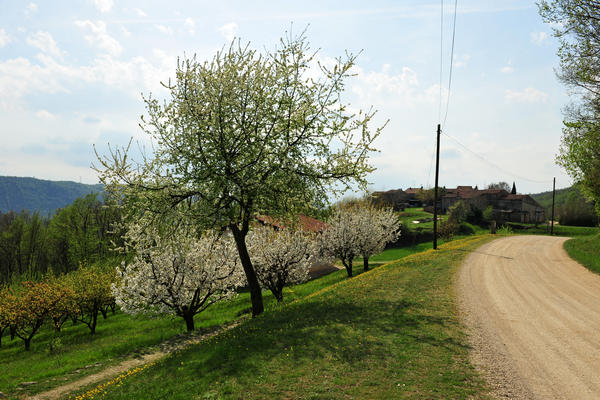 primavera nei colli di Sarego e Grancona, monti Berici occidentali settore Lonigo