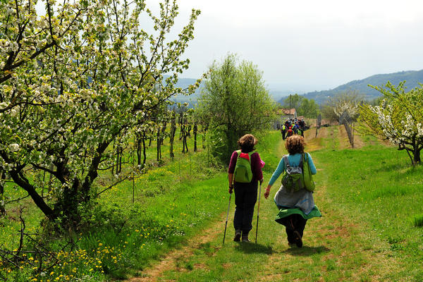primavera nei colli di Sarego e Grancona, monti Berici occidentali settore Lonigo