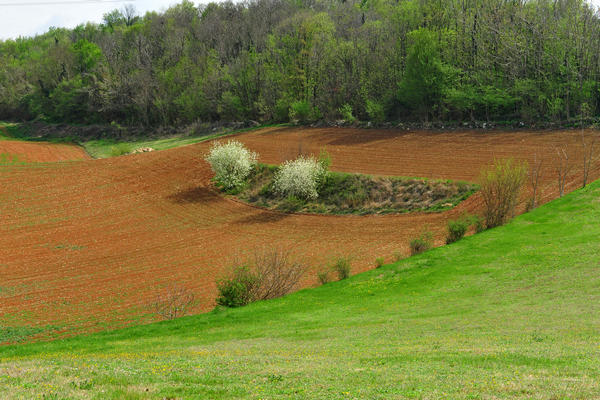 primavera nei colli di Sarego e Grancona, monti Berici occidentali settore Lonigo