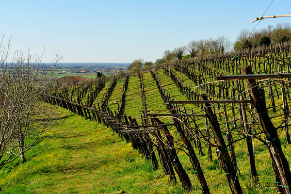 Sossano, Campolongo Val Liona, monte Cistorello, Riveselle Toara