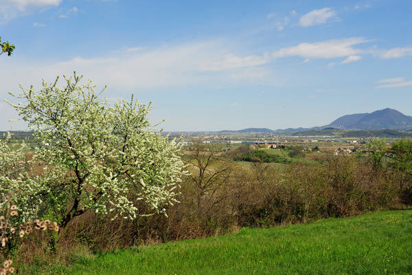 Sossano, Campolongo Val Liona, monte Cistorello, Riveselle Toara