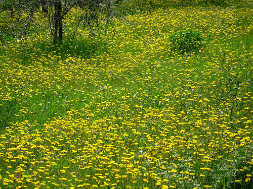 Altopiano di Pozzolo, Villaga - Monti Berici
