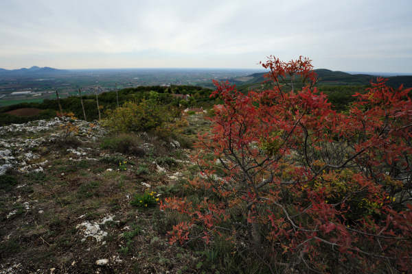 Eremo San Donato Villaga Pozzolo Scudellette Barbarano