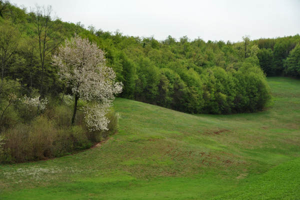 Eremo San Donato Villaga Pozzolo Scudellette Barbarano