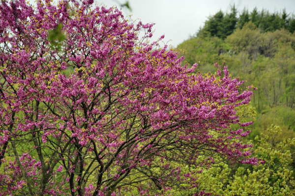 Eremo San Donato Villaga Pozzolo Scudellette Barbarano