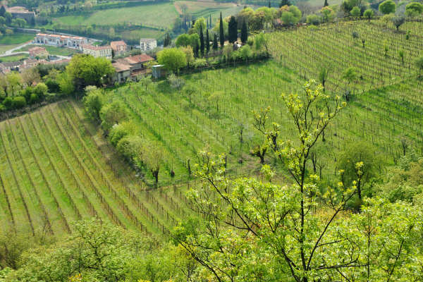 Eremo San Donato Villaga Pozzolo Scudellette Barbarano