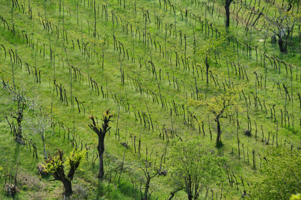 Eremo San Donato Villaga Pozzolo Scudellette Barbarano