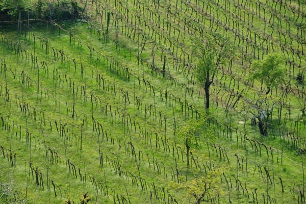 Eremo San Donato Villaga Pozzolo Scudellette Barbarano
