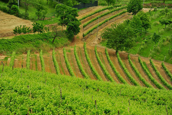 Arcugnano, passeggiata Sant'Agostino Zanchi Perarolo Salve Regina Valmarana