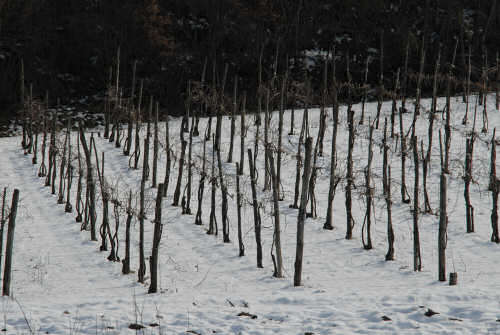 foto invernali al lago di Fimon, nei Colli Berici