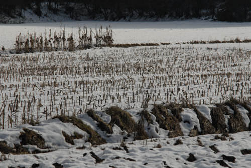 foto invernali al lago di Fimon, nei Colli Berici