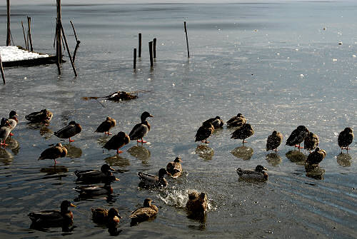 foto invernali al lago di Fimon, nei Colli Berici