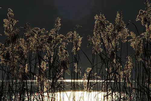 luci d'inverno al lago di Fimon, nei colli Berici