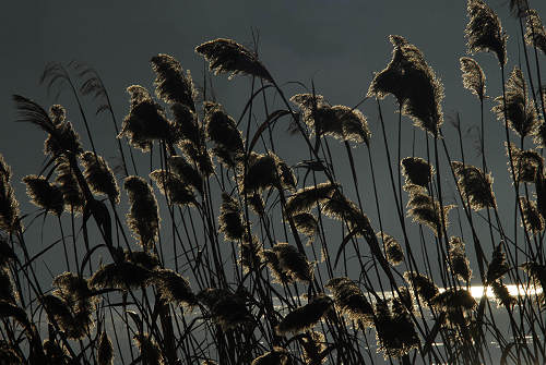 luci d'inverno al lago di Fimon, nei colli Berici