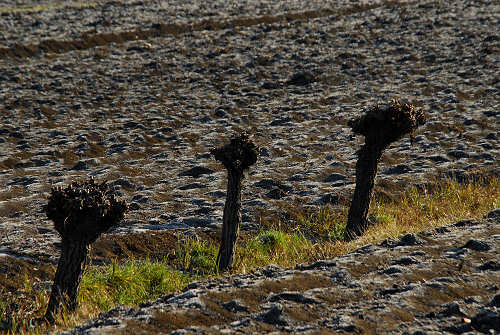 luci d'inverno al lago di Fimon, nei colli Berici