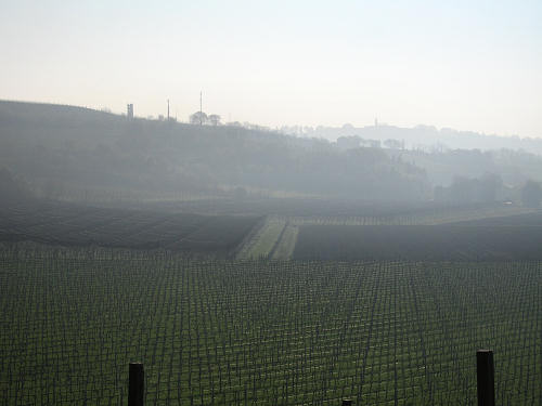 Riviera Berica - Strada dei Vini dei Colli Berici