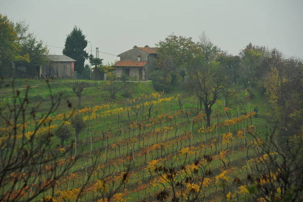vigneti e colori d'autunno nelle colline di Sarego, monti Berici