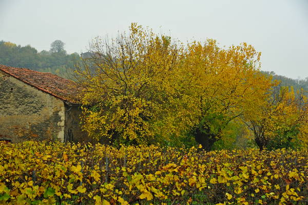 vigneti e colori d'autunno nelle colline di Sarego, monti Berici