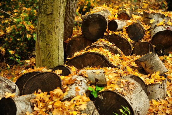 vigneti e colori d'autunno nelle colline di Sarego, monti Berici